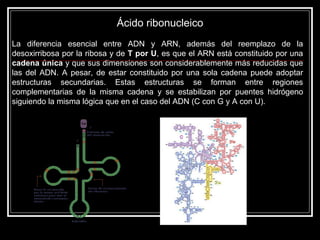 Ácido ribonucleico La diferencia esencial entre ADN y ARN, además del reemplazo de la desoxirribosa por la ribosa y de  T por U , es que el ARN está constituido por una  cadena única  y que sus dimensiones son considerablemente más reducidas que las del ADN. A pesar, de estar constituido por una sola cadena puede adoptar estructuras secundarias. Estas estructuras se forman entre regiones complementarias de la misma cadena y se estabilizan por puentes hidrógeno siguiendo la misma lógica que en el caso del ADN (C con G y A con U).  