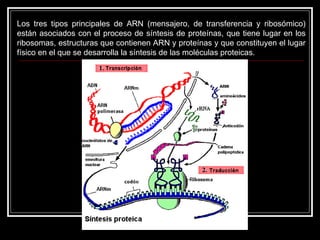Los tres tipos principales de ARN (mensajero, de transferencia y ribosómico) están asociados con el proceso de síntesis de proteínas, que tiene lugar en los ribosomas, estructuras que contienen ARN y proteínas y que constituyen el lugar físico en el que se desarrolla la síntesis de las moléculas proteicas.  