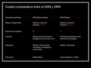 Cuadro comparativo entre el ADN y ARN  Caracteres pentosa DNA Desoxirribosa RNA Ribosa Bases nitrogenadas Adenina, Guanina Citosina,  Timina Adenina, Guanina Citosina,  Uracilo Numero de cadenas 2 1 Función Almacena la información biológica de los seres vivos Permite la expresión de la información biológica Ubicación Núcleo, mitocondrias, cromatina, cloroplastos, cromosoma Núcleo, ribosomas. Estructura Doble hélice Lineal, globular y trébol 