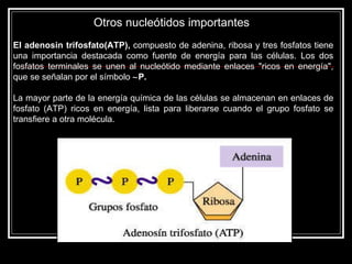 Otros nucleótidos importantes  El adenosin trifosfato(ATP),  compuesto de adenina, ribosa y tres fosfatos tiene una importancia destacada como fuente de energía para las células. Los dos fosfatos terminales se unen al nucleótido mediante enlaces "ricos en energía", que se señalan por el símbolo   P.  La mayor parte de la energía química de las células se almacenan en enlaces de fosfato (ATP) ricos en energía, lista para liberarse cuando el grupo fosfato se transfiere a otra molécula.  