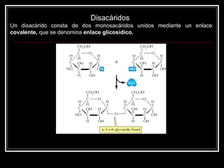 Disacáridos  Un disacárido consta de dos monosacáridos unidos mediante un enlace  covalente,  que se denomina  enlace glicosídico. 