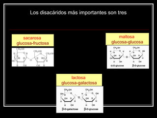 Los disacáridos más importantes son tres maltosa  glucosa-glucosa lactosa  glucosa-galactosa sacarosa   glucosa-fructosa 