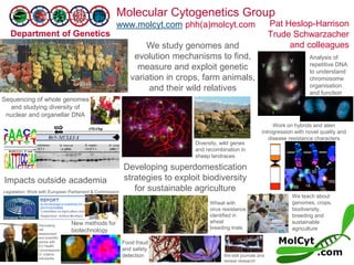 Molecular Cytogenetics Group
www.molcyt.com phh(a)molcyt.com
Department of Genetics
Pat Heslop-Harrison
Trude Schwarzacher
and colleagues
Impacts outside academia
Legislation: Work with European Parliament & Commission
Sequencing of whole genomes
and studying diversity of
nuclear and organellar DNA
Discussing
risk
assessment
and scientific
advice with
EU Health
Commissioner
Dr Vytenis
Adriukaitis
We study genomes and
evolution mechanisms to find,
measure and exploit genetic
variation in crops, farm animals,
and their wild relatives
Developing superdomestication
strategies to exploit biodiversity
for sustainable agriculture
Wheat with
virus resistance
identified in
wheat
breeding trials
Diversity, wild genes
and recombination in
sheep landraces
Analysis of
repetitive DNA
to understand
chromosome
organisation
and function
New methods for
biotechnology
Food fraud
and safety
detection
Work on hybrids and alien
introgression with novel quality and
disease resistance characters
We teach about
genomes, crops,
biodiversity,
breeding and
sustainable
agriculture
We edit journals and
review research
 