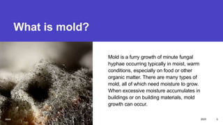 Mold | PPTX