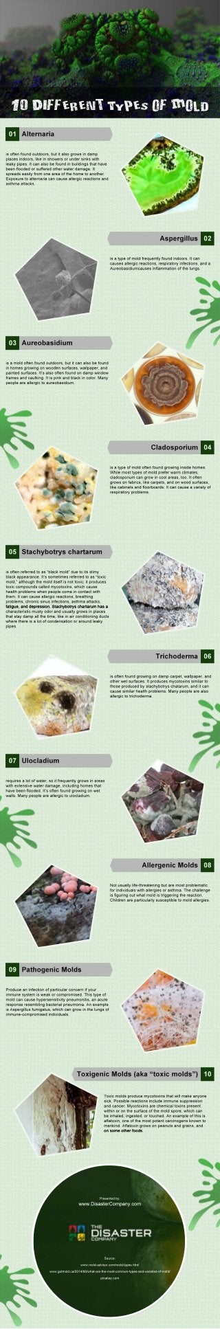 10 Different Types of Mold