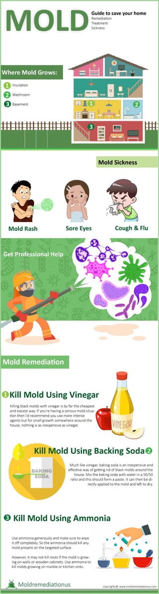 How to Get Rid of Black Mold?