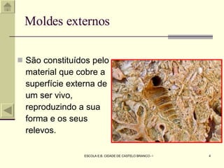 Moldes externos São constituídos pelo material que cobre a superfície externa de um ser vivo, reproduzindo a sua forma e os seus relevos. 