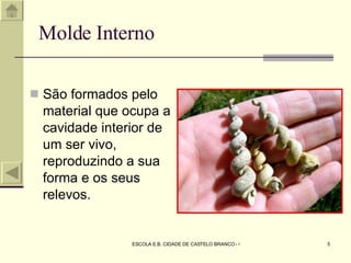 Molde Interno São formados pelo material que ocupa a cavidade interior de um ser vivo, reproduzindo a sua forma e os seus relevos. 