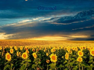 Girassol
 