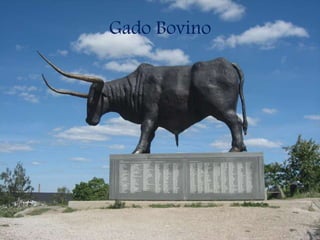 Gado Bovino
 
