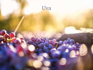 Uva
 