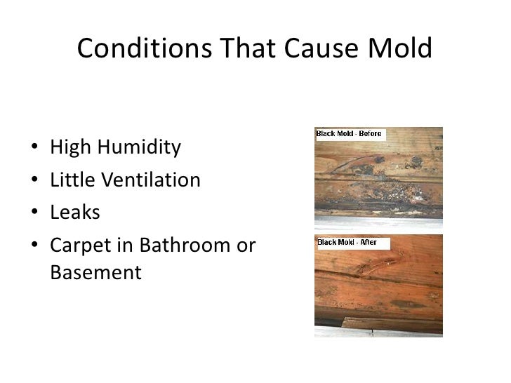 Mold Growth Conditions