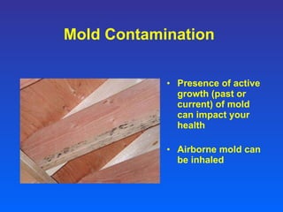 Mold Contamination Presence of active growth (past or current) of mold can impact your health Airborne mold can be inhaled 