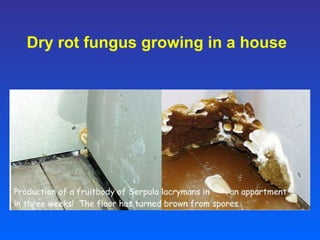 Dry rot fungus growing in a house 