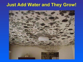 Just Add Water and They Grow! 