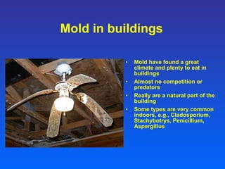 Mold in buildings Mold have found a great climate and plenty to eat in buildings Almost no competition or predators Really are a natural part of the building Some types are very common indoors, e.g., Cladosporium, Stachybotrys, Penicillium, Aspergillus 