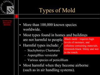 Mold Presentation | PDF