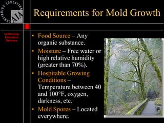 Mold Presentation | PDF
