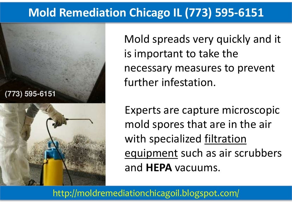 Mold Remediation Chicago IL (773) 5956151