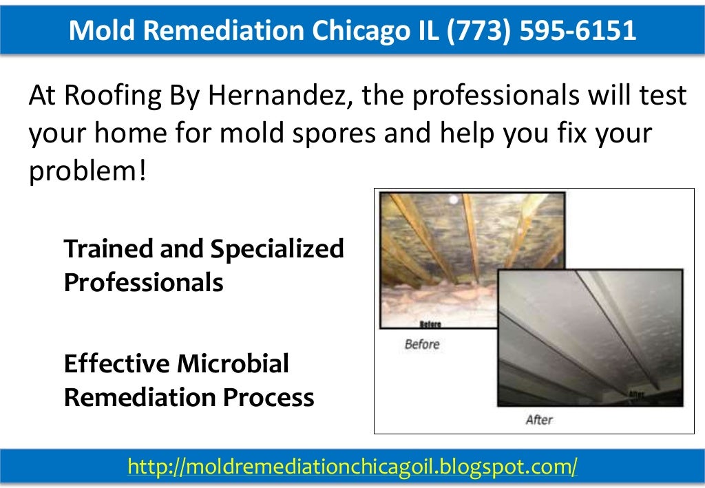Mold Remediation Chicago IL (773) 5956151