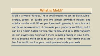 What is Mold?
Mold is a type of fungus. These small organisms can be black, white,
orange, green, or purple and live almost anywhere indoors and
outside on the wall. When you have mold growing in your home it
can be an inconvenience, it can make your property smell bad, and it
can be a health hazard to you, your family, and pets. Unfortunately,
it’s not always easy to know if there is mold growing in your home,
this is because mold tends to grow in areas of your home that see
less foot traffic, such as your crawl space or inside your walls.
 