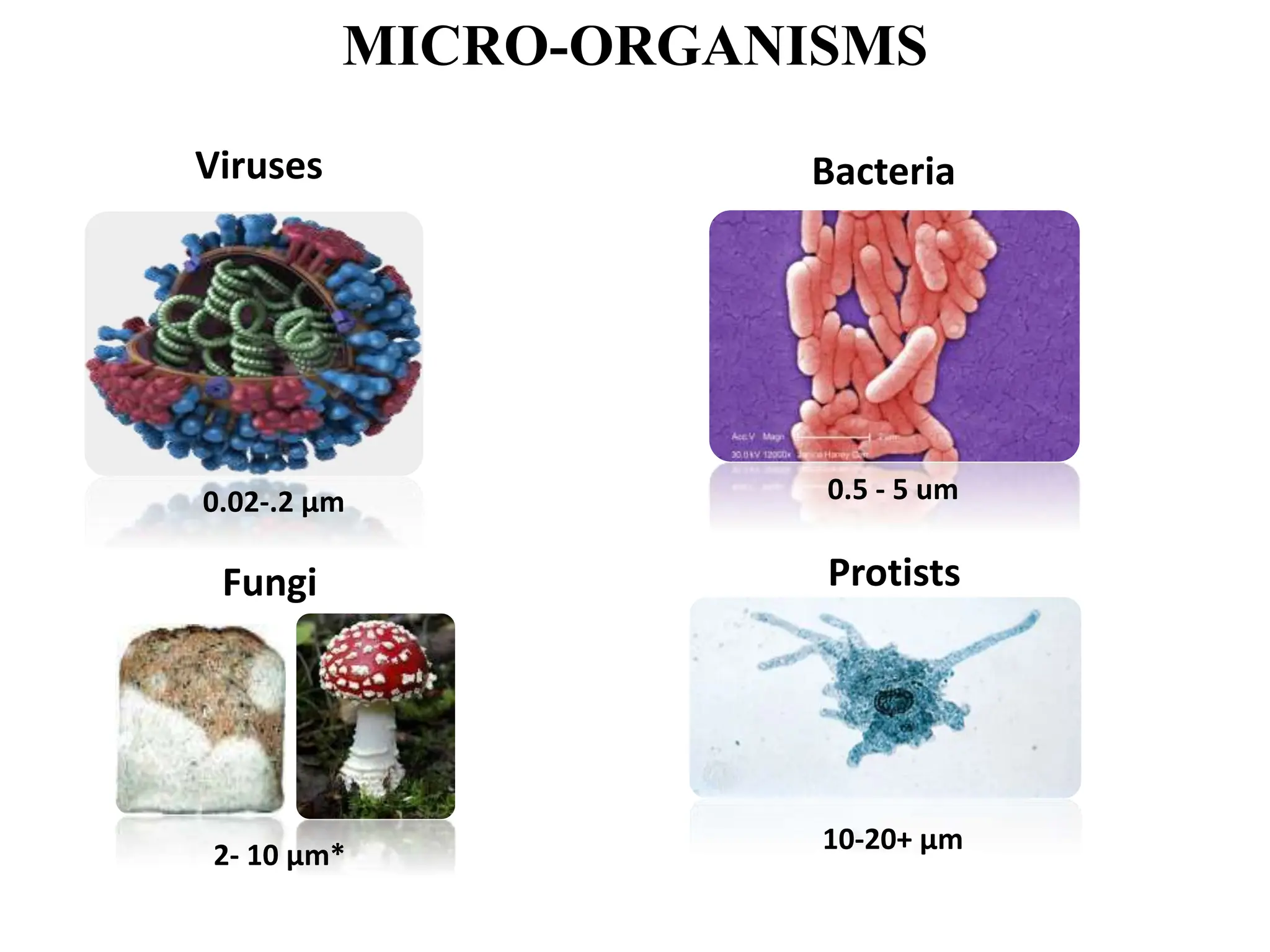 Molds And Mycotoxin Pptx