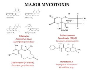 MAJOR MYCOTOXIN
Aflatoxins
Aspergillus flavus
Aspergillus parasiticus
Zearalenone (F-2 Toxin)
Fusarium graminearum
Trichothecenes
[Vomitoxin (DON)]
Fusarium graminearum
Ochratoxin A
Aspergillus ochraceous
Penicillium spp.
 