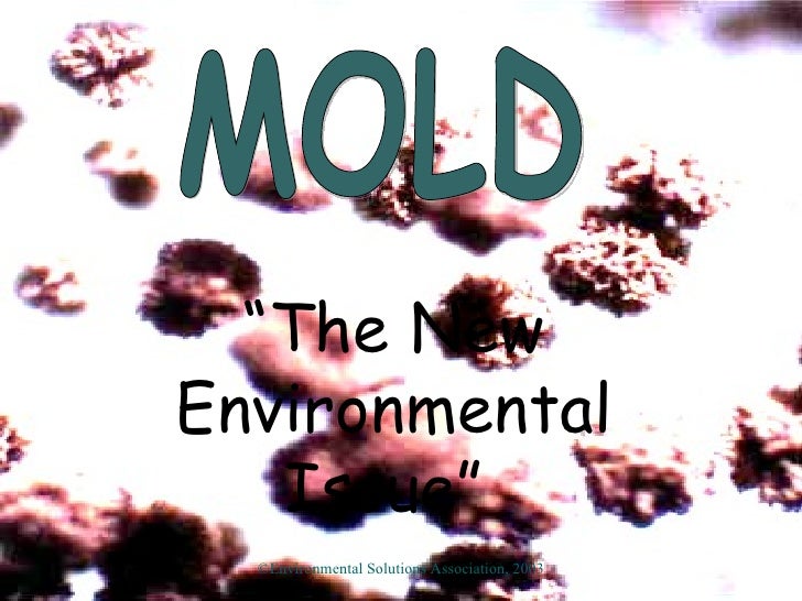 Mold, The New Environmental Issue