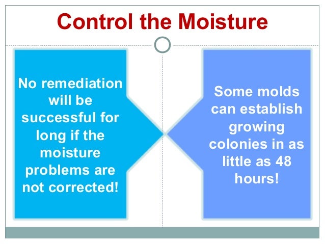 Mold to Sold - Fact vs. Fiction - 웹