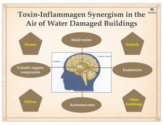 Toxin-Inflammagen Synergism in the
Air of Water Damaged Buildings
Mold toxins
Homes

Schools

Volatile organic
compounds

Endotoxins

Offices

Actinomycetes

Other
buildings

 