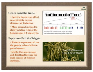 Genes Load the Gun...
• Specific haplotypes affect

susceptibility to poor
clearance of biotoxins.
• More research needed to

clarify relative risks of the
homozygous 8-4 haplotype.

Exposures Pull the Trigger.
• Biotoxin exposures call out

the genetic vulnerability to
poor clearance.
•Molds, blue-green algae,

and dinoflagellates are the
main sources of biotoxin
exposure.

 