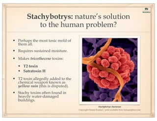 Stachybotrys: nature’s solution
to the human problem?
• Perhaps the most toxic mold of
them all.

• Requires sustained moisture.
• Makes tricothecene toxins:
• T2 toxin
• Satratoxin H
• T2 toxin allegedly added to the
chemical weapon known as
yellow rain (this is disputed).

• Stachy toxins often found in
heavily water-damaged
buildings.

Stachybotrys chartarum
Copyright Dennis Kunkel / print available thru Astrographics.com

 