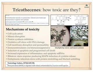 Tricothecenes: how toxic are they?

Mechanisms of toxicity
• Cell-cycle arrest
• Mitosis disruption
• Protein synthesis inhibition
• Oxidative cell stress with DNA damage
• Cell membrane disruption and permeability
Stachybotrys micro- and macro-colonies
• Immunostimulatory and immunosuppressive
• Induction of apoptosis and programmed cell death
• Increased expression of inflammatory and apoptotic mRNAs
• Ribotoxic stress response producing MAPK induction of cytokine release
• Endoplasmic reticulum stress with protein misfolding and blocked unfolding
Toxicology Letters, 217(2):149-158.
Deoxynivalinol (DON) is ingested with wheat contaminated by Fusarium mold species.

 