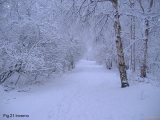 Fig.21 Inverno   MV2011   48
 