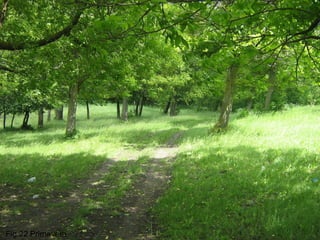 Fig.22 Primavera   MV2011   49
 