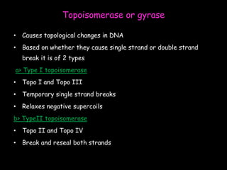 Topoisomerase or gyrase
• Causes topological changes in DNA
• Based on whether they cause single strand or double strand
break it is of 2 types
a> Type I topoisomerase
• Topo I and Topo III
• Temporary single strand breaks
• Relaxes negative supercoils
b> TypeII topoisomerase
• Topo II and Topo IV
• Break and reseal both strands
 