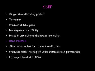 SSBP
• Single strand binding protein
• Tetramer
• Product of SSB gene
• No sequence specificity
• Helps in unwinding and prevent rewinding
o RNA PRIMER
• Short oligonucleotide to start replication
• Produced with the help of DNA primase/RNA polymerase
• Hydrogen bonded to DNA
 