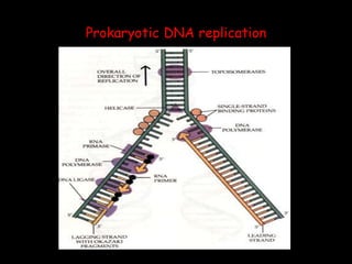 Prokaryotic DNA replication
 