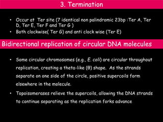 3. Termination
• Occur at Ter site (7 identical non palindromic 23bp :Ter A, Ter
D, Ter E, Ter F and Ter G )
• Both clockwise( Ter G) and anti clock wise (Ter E)
• Some circular chromosomes (e.g., E. coli) are circular throughout
replication, creating a theta-like (θ) shape. As the strands
separate on one side of the circle, positive supercoils form
elsewhere in the molecule.
• Topoisomerases relieve the supercoils, allowing the DNA strands
to continue separating as the replication forks advance
Bidirectional replication of circular DNA molecules
 