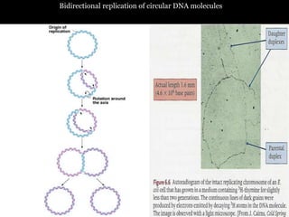 Bidirectional replication of circular DNA molecules
 