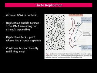 Theta Replication
• Circular DNA in bacteria
• Replication bubble formed
from DNA unwinding and
strands separating
• Replication fork – point
where two strands separate
• Continues bi-directionally
until they meet
 