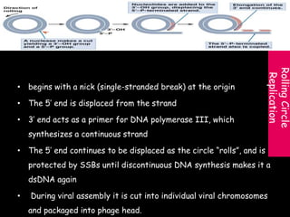 RollingCircle
Replication
• begins with a nick (single-stranded break) at the origin
• The 5’ end is displaced from the strand
• 3’ end acts as a primer for DNA polymerase III, which
synthesizes a continuous strand
• The 5’ end continues to be displaced as the circle “rolls”, and is
protected by SSBs until discontinuous DNA synthesis makes it a
dsDNA again
• During viral assembly it is cut into individual viral chromosomes
and packaged into phage head.
 