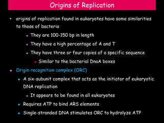 Origins of Replication
• origins of replication found in eukaryotes have some similarities
to those of bacteria
 They are 100-150 bp in length
 They have a high percentage of A and T
 They have three or four copies of a specific sequence
 Similar to the bacterial DnaA boxes
 Origin recognition complex (ORC)
 A six-subunit complex that acts as the initiator of eukaryotic
DNA replication
 It appears to be found in all eukaryotes
 Requires ATP to bind ARS elements
 Single-stranded DNA stimulates ORC to hydrolyze ATP
 
