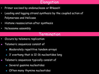 Elongation
• Primer excised by endonuclease or RNaseH
• Leading and lagging strand synthesis by the coupled action of
Polymerase and Helicase
• Histone reassociation after synthesis
• Ncleosome assembly
• Occurs by telomere replication
 Telomeric sequences consist of
 Moderately repetitive tandem arrays
 3’ overhang that is 12-16 nucleotides long
 Telomeric sequences typically consist of
 Several guanine nucleotides
 Often many thymine nucleotides
Termination
 