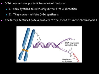  DNA polymerases possess two unusual features
 1. They synthesize DNA only in the 5’ to 3’ direction
 2. They cannot initiate DNA synthesis
 These two features pose a problem at the 3’ end of linear chromosomes
 