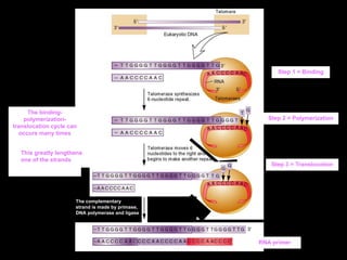 Step 1 = Binding
Step 3 = Translocation
The binding-
polymerization-
translocation cycle can
occurs many times
This greatly lengthens
one of the strands
The complementary
strand is made by primase,
DNA polymerase and ligase
RNA primer
Step 2 = Polymerization
 