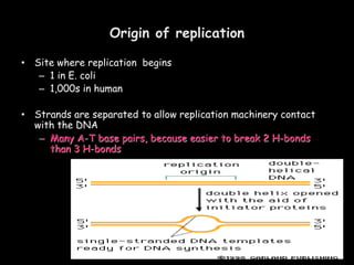Origin of replication
• Site where replication begins
– 1 in E. coli
– 1,000s in human
• Strands are separated to allow replication machinery contact
with the DNA
– Many A-T base pairs, because easier to break 2 H-bonds
than 3 H-bonds
 