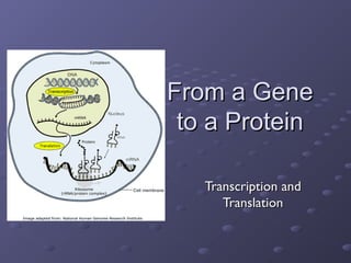 From a GeneFrom a Gene
to a Proteinto a Protein
Transcription andTranscription and
TranslationTranslation
 