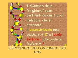 DISPOSIZIONE DEI COMPONENTI DEL
DNA
 