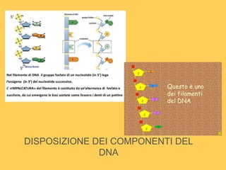 DISPOSIZIONE DEI COMPONENTI DEL
DNA
 